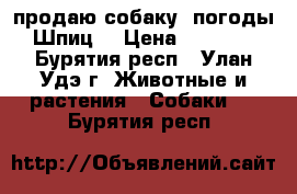 продаю собаку  погоды  Шпиц  › Цена ­ 10 000 - Бурятия респ., Улан-Удэ г. Животные и растения » Собаки   . Бурятия респ.